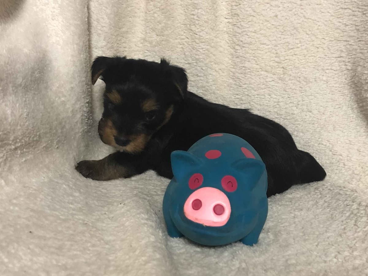 Yorkshire Terrier Puppies breeder image 16