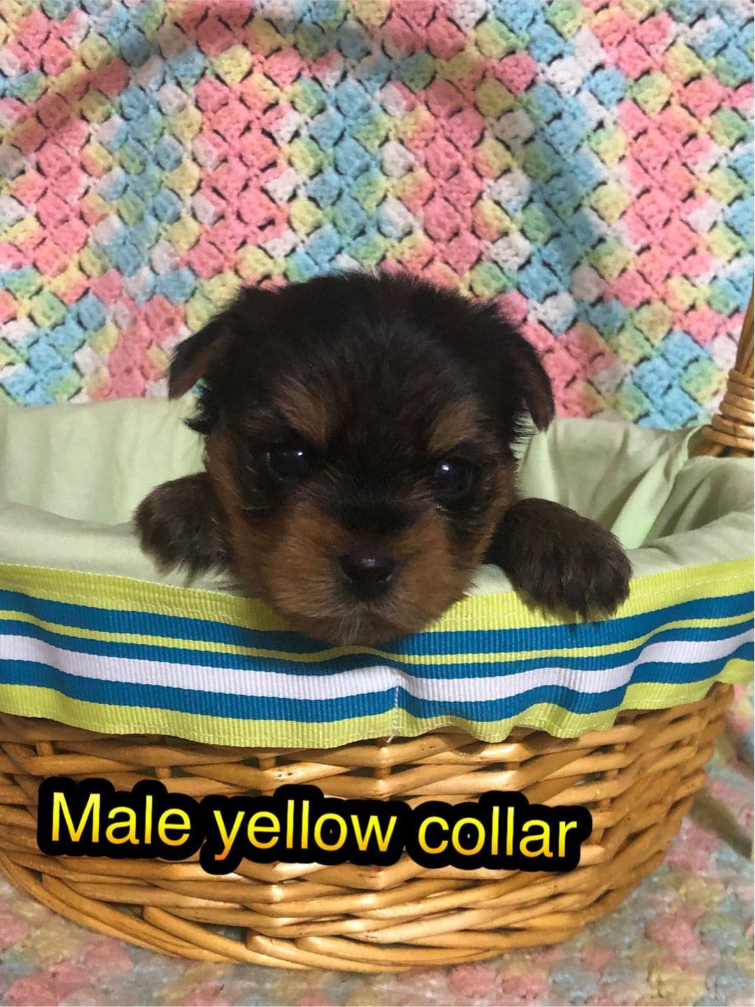 Yorkshire Terrier Puppies breeder image 17
