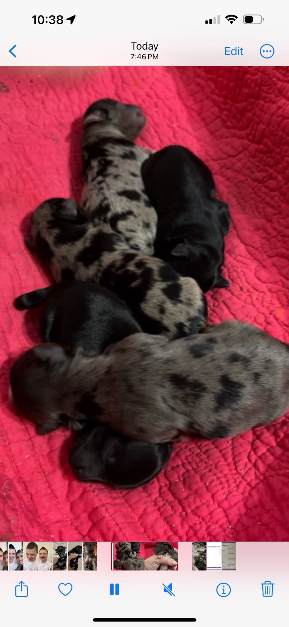 Yorkshire Terrier Puppies breeder image 18