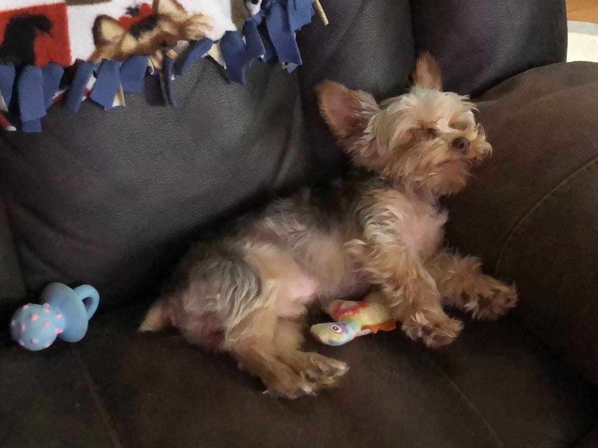 Yorkshire Terrier Puppies breeder image 19
