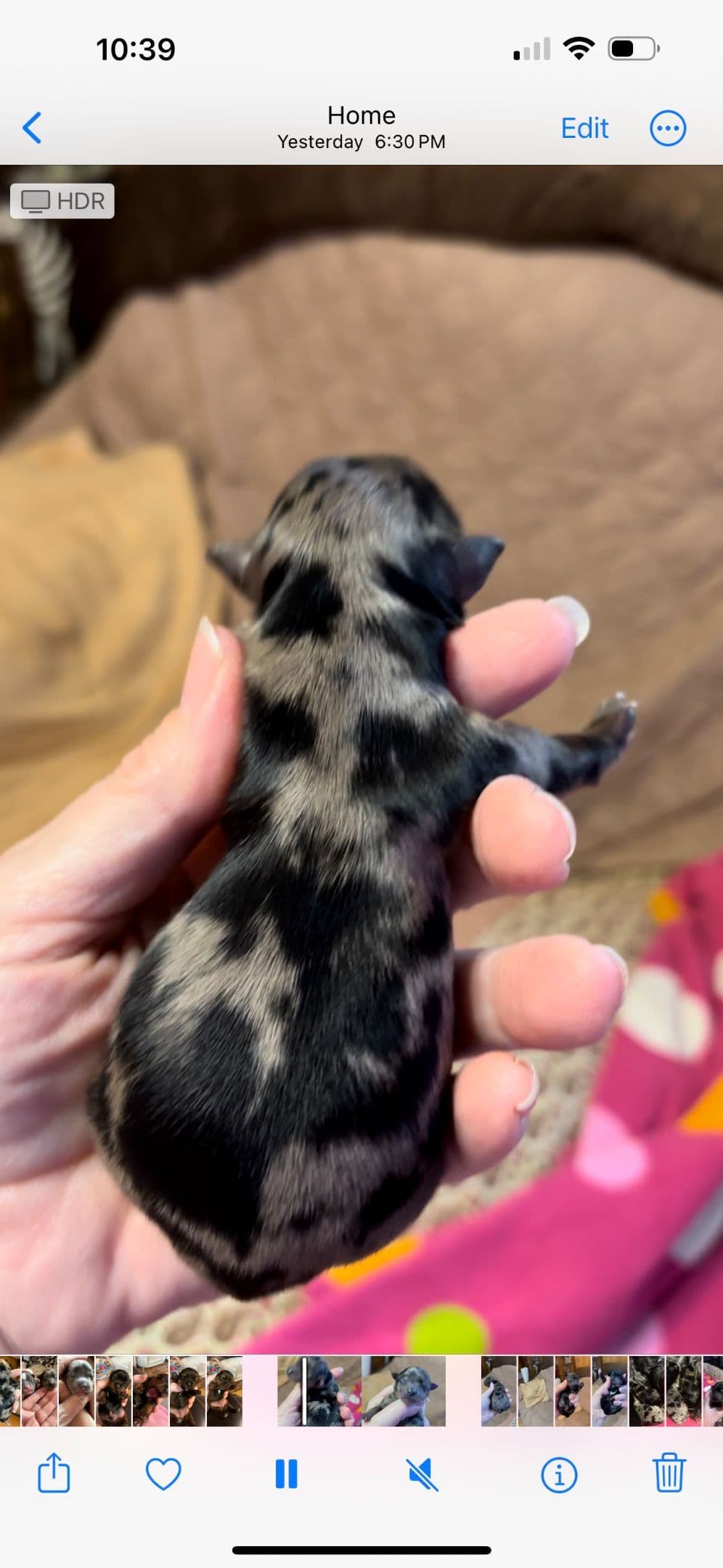 Yorkshire Terrier Puppies breeder image 20