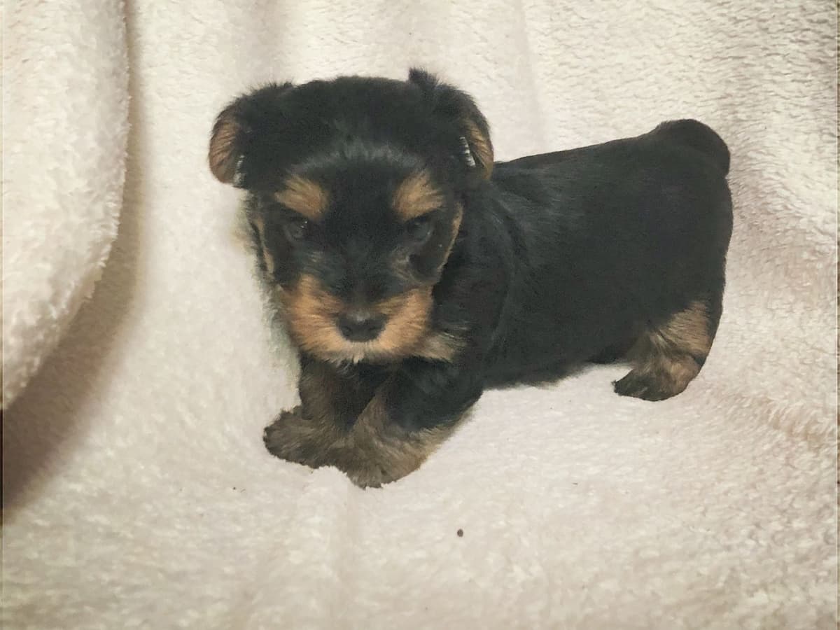 Yorkshire Terrier Puppies breeder image 21