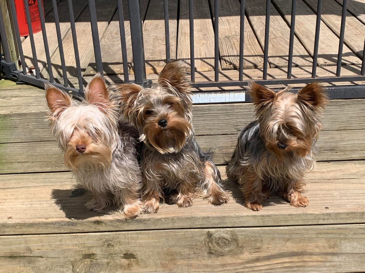 Yorkshire Terrier Puppies breeder image 22