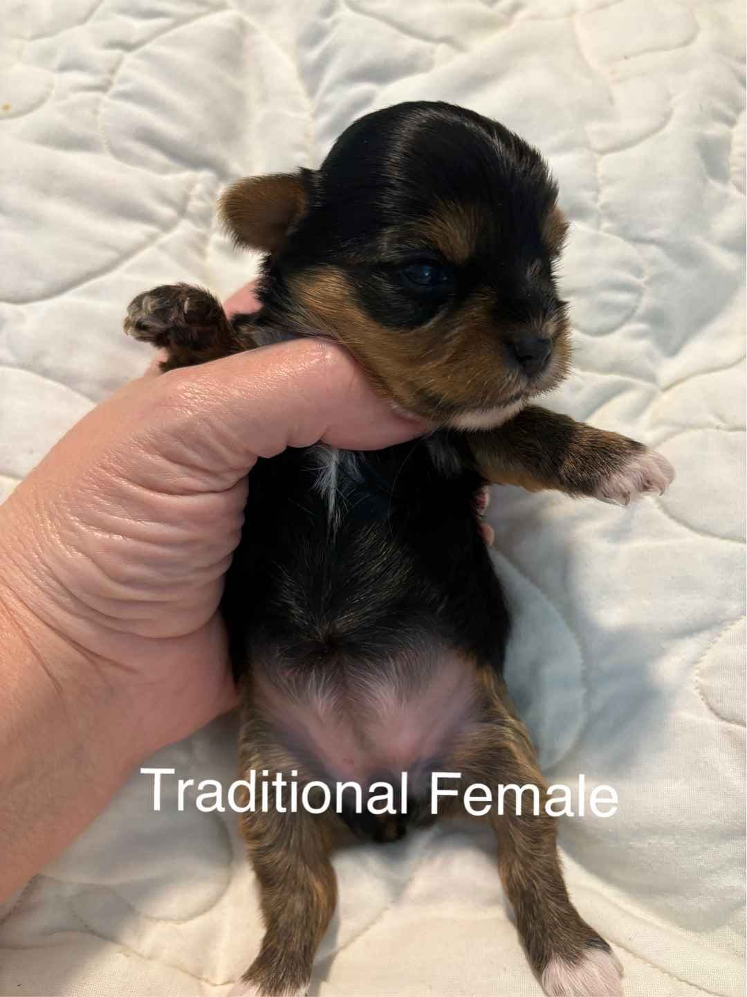 Yorkshire Terrier Puppies breeder image 23