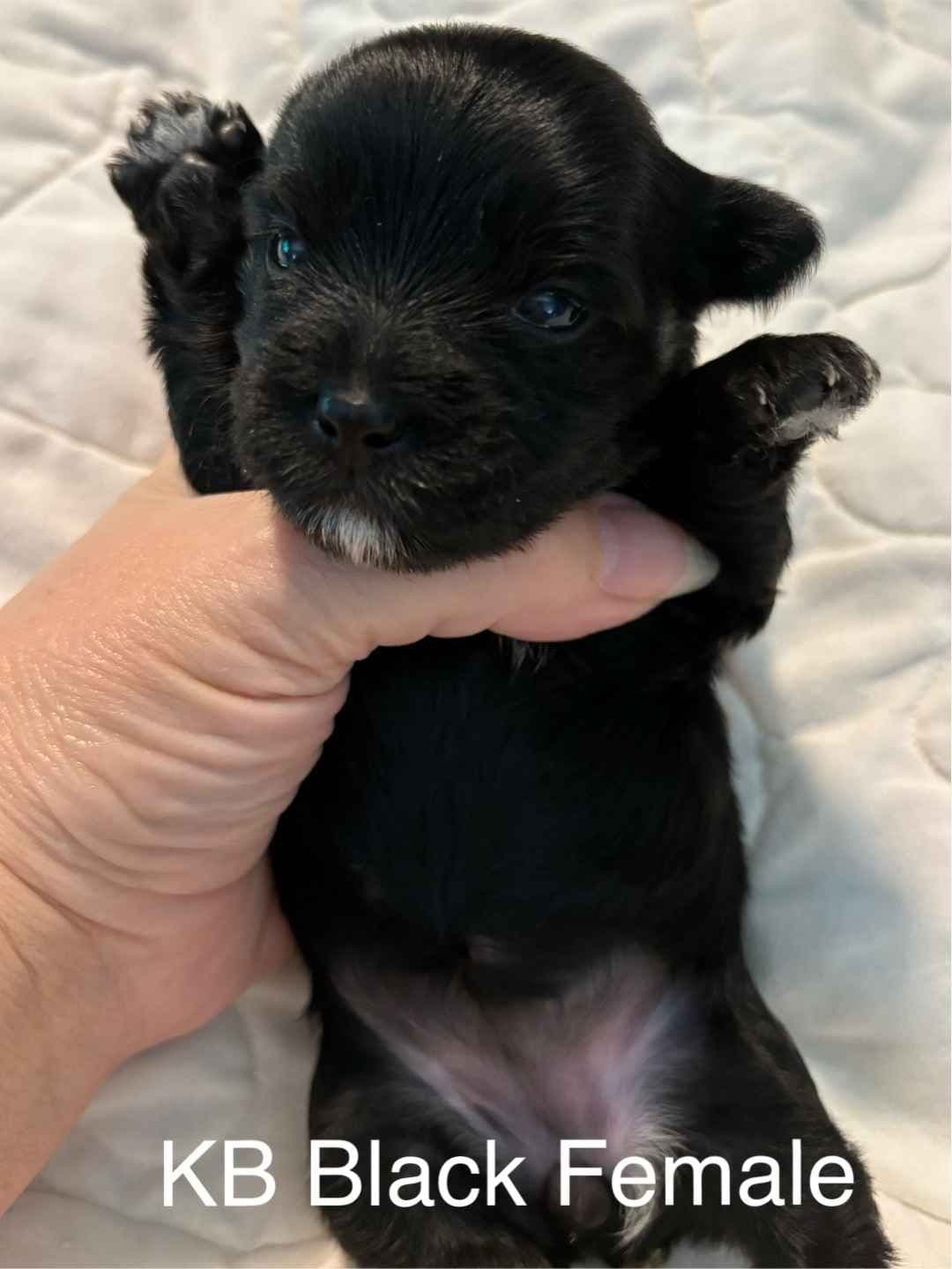 Yorkshire Terrier Puppies breeder image 24