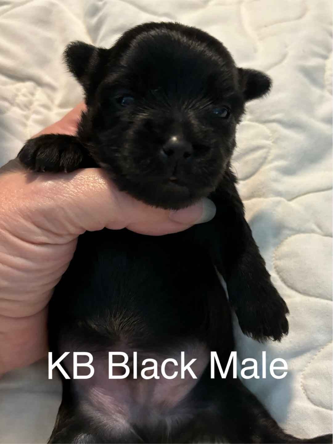 Yorkshire Terrier Puppies breeder image 25