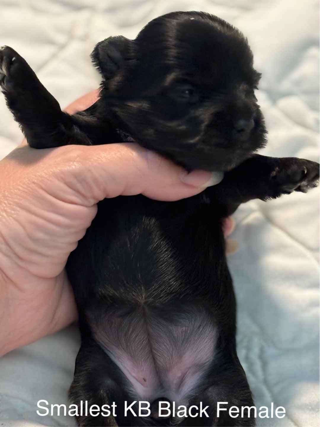 Yorkshire Terrier Puppies breeder image 26