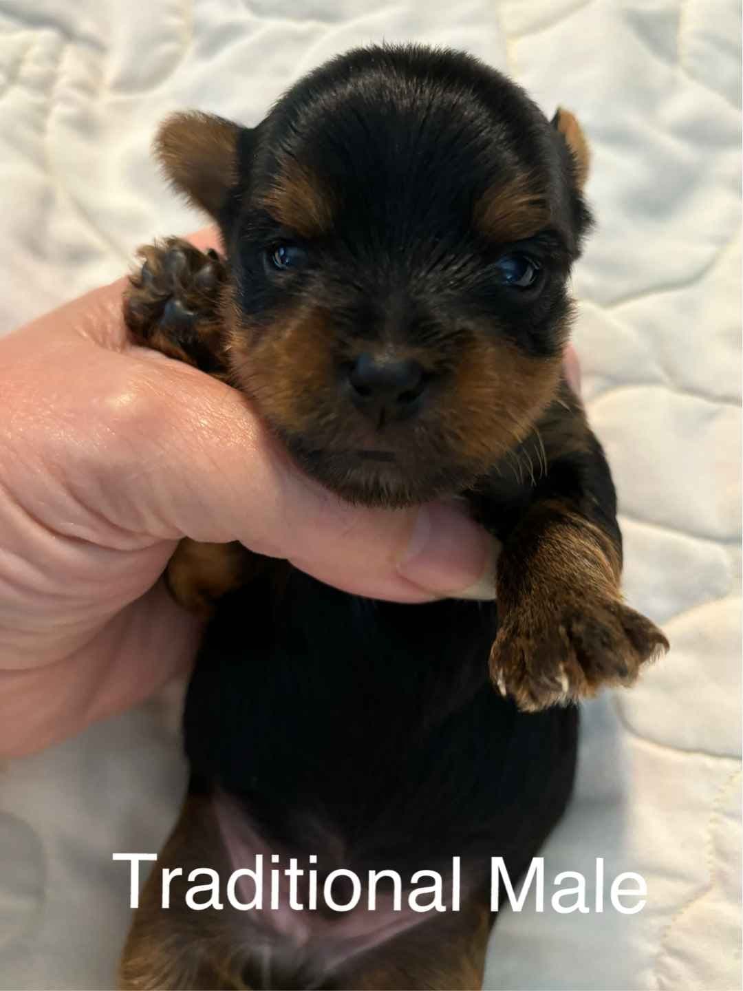 Yorkshire Terrier Puppies breeder image 27