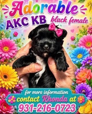 Yorkshire Terrier Puppies media 2