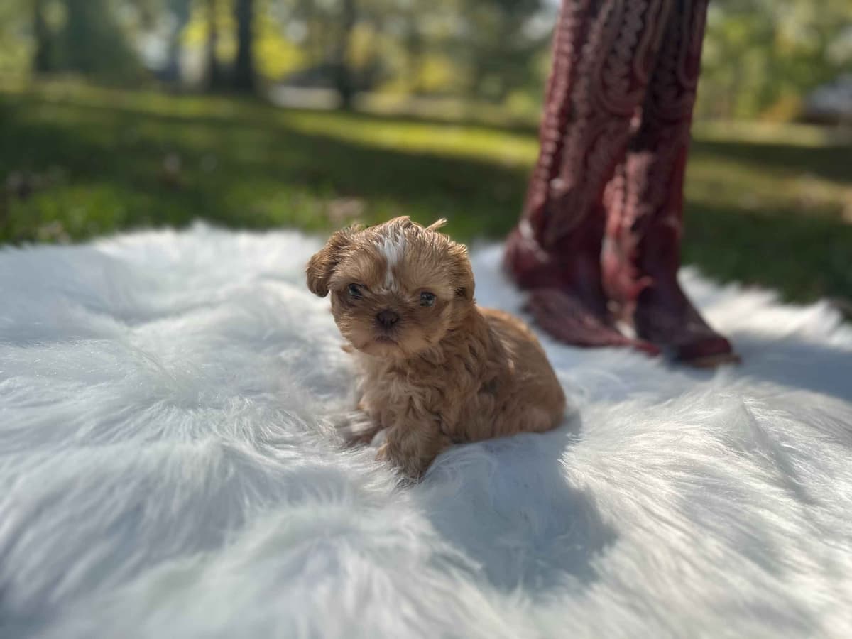 Shih Tzu Puppies breeder image 1