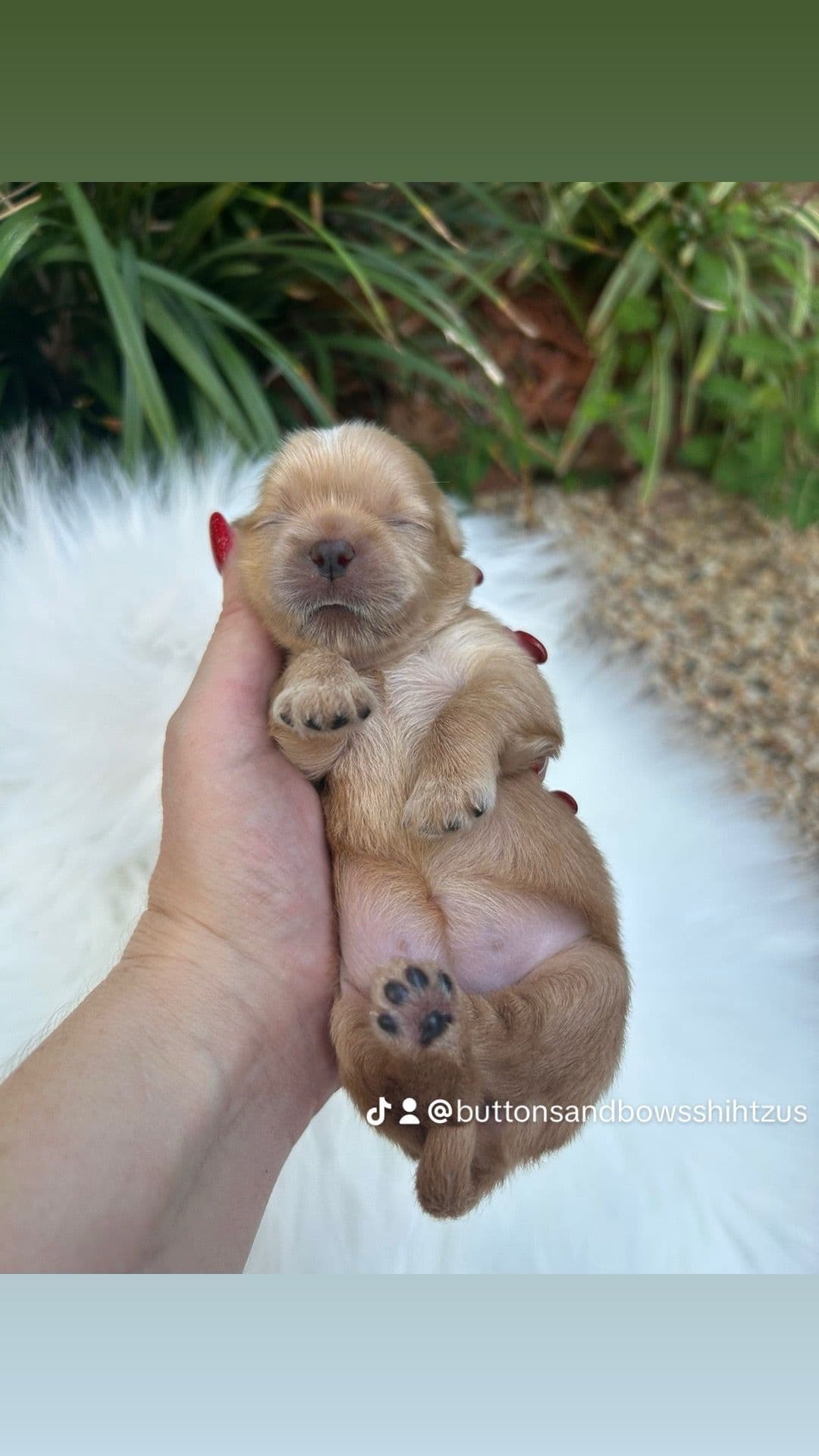 Shih Tzu Puppies breeder image 2