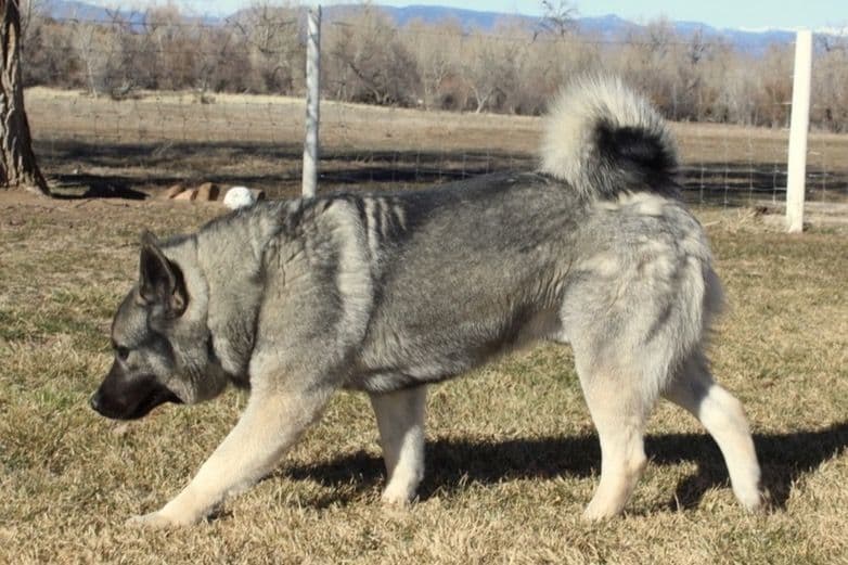 Norwegian Elkhound Puppies breeder image 3