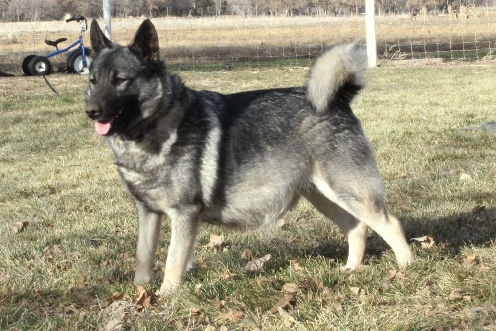 Norwegian Elkhound Puppies breeder image 4