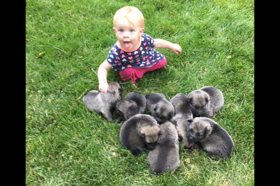 Norwegian Elkhound Puppies breeder image 5