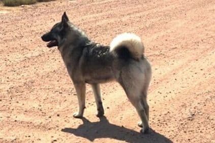 Norwegian Elkhound Puppies breeder image 6