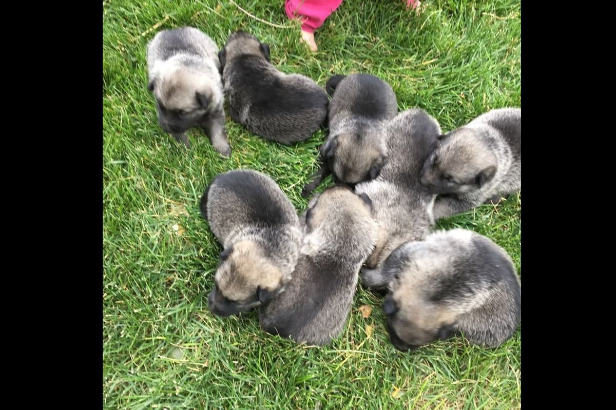 Norwegian Elkhound Puppies breeder image 7