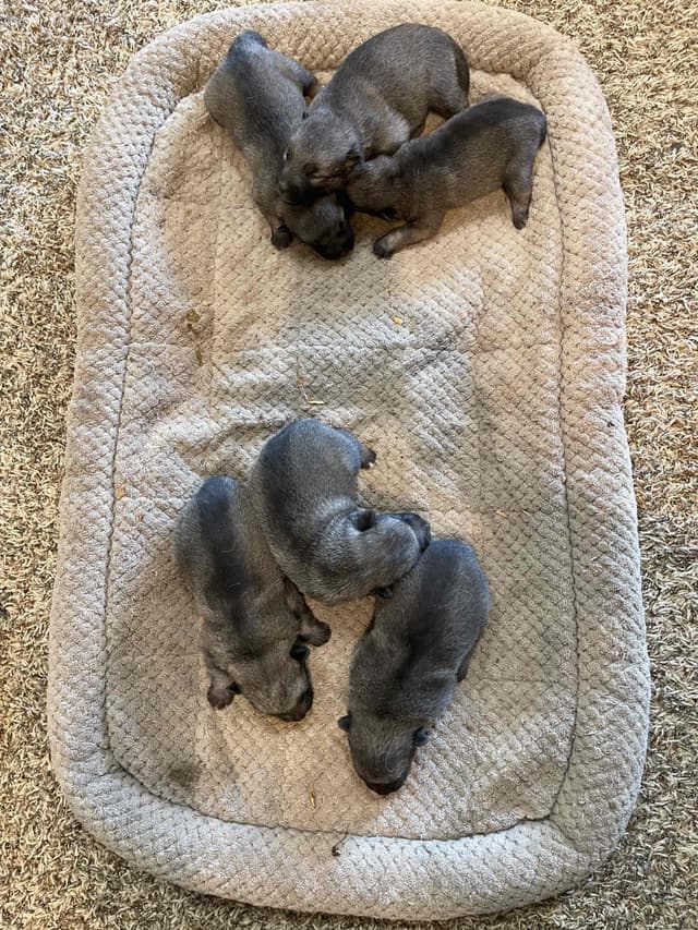 Norwegian Elkhound Puppies media 2