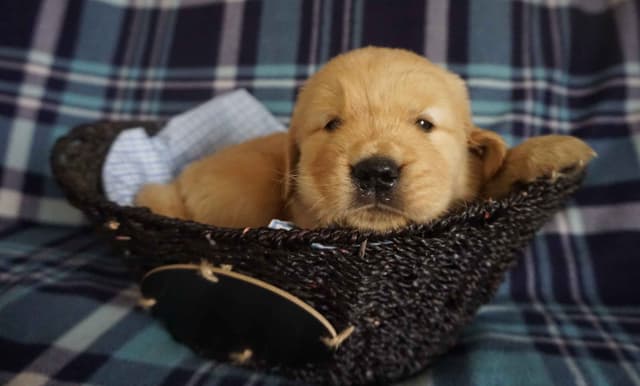 Golden Retriever Puppies media 7