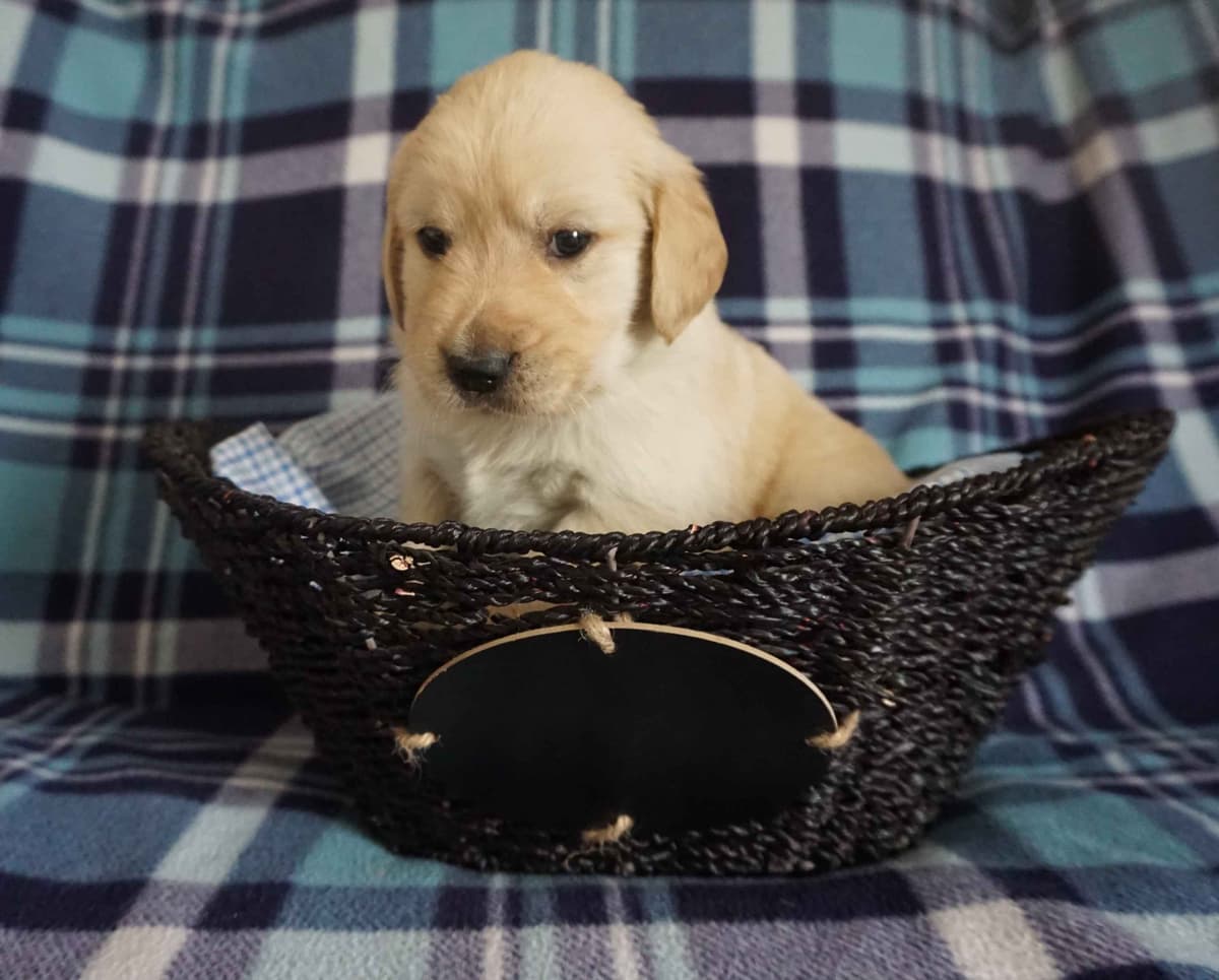 Golden Retriever Puppies breeder image 3