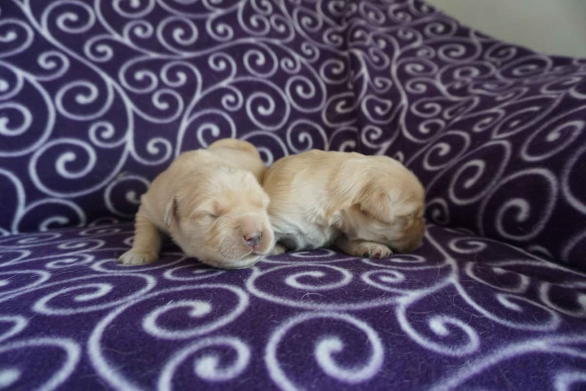 Golden Retriever Puppies breeder image 5