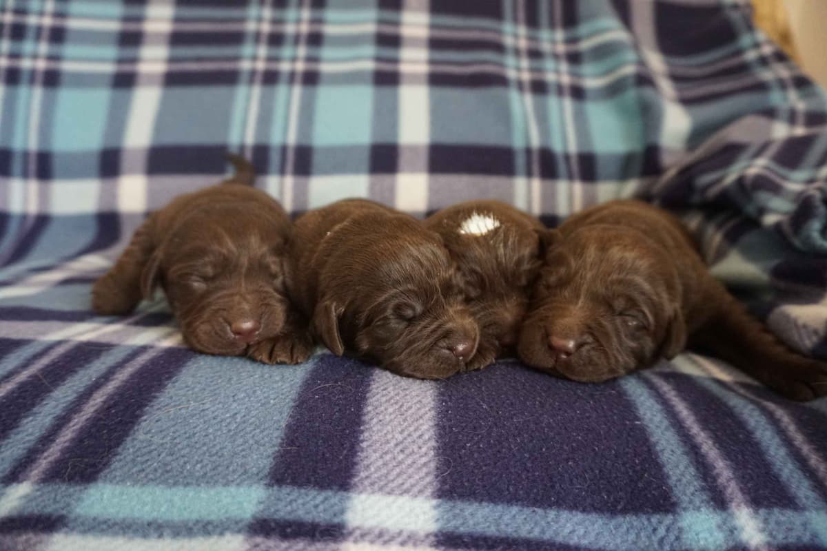 Golden Retriever Puppies breeder image 6