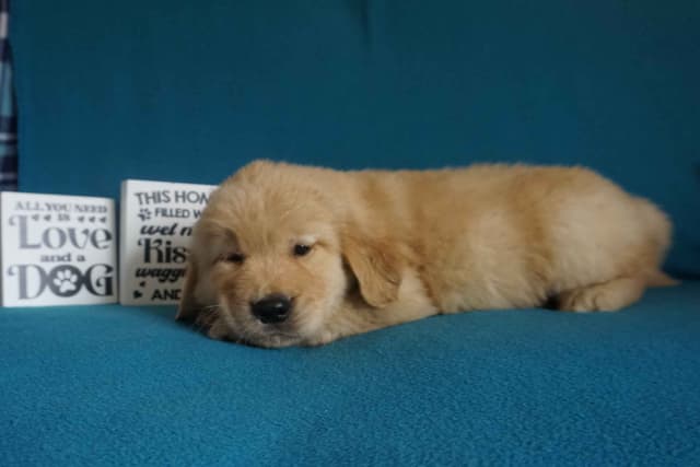 Golden Retriever Puppies media 6