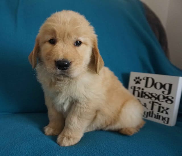 Golden Retriever Puppies media 5