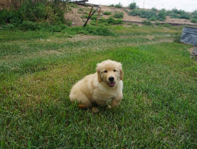 Golden Retriever Puppies media 3
