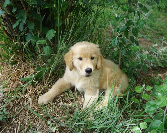 Golden Retriever Puppies media 2