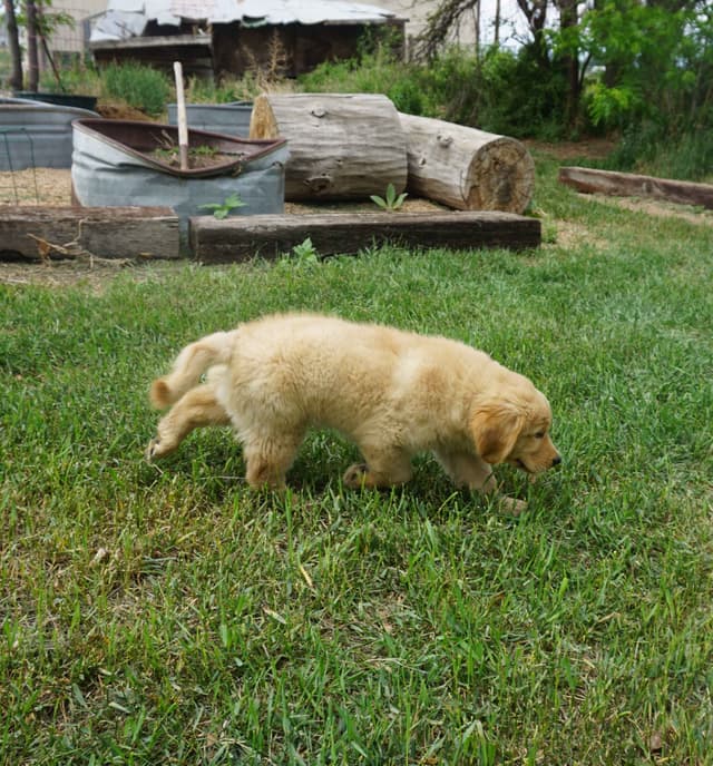 Golden Retriever Puppies media 4