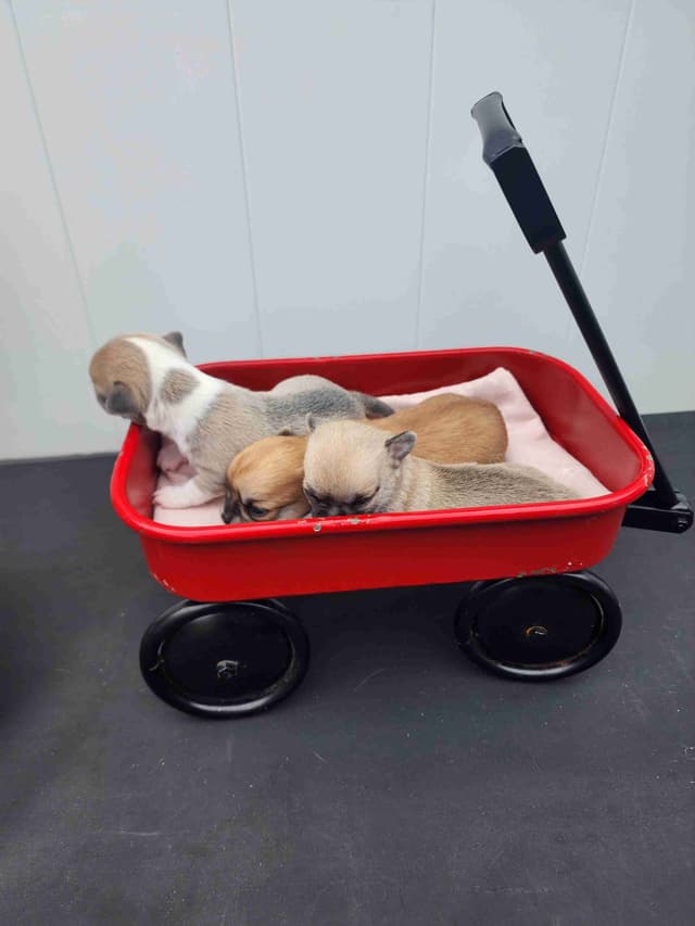 Chihuahua Puppies media 2