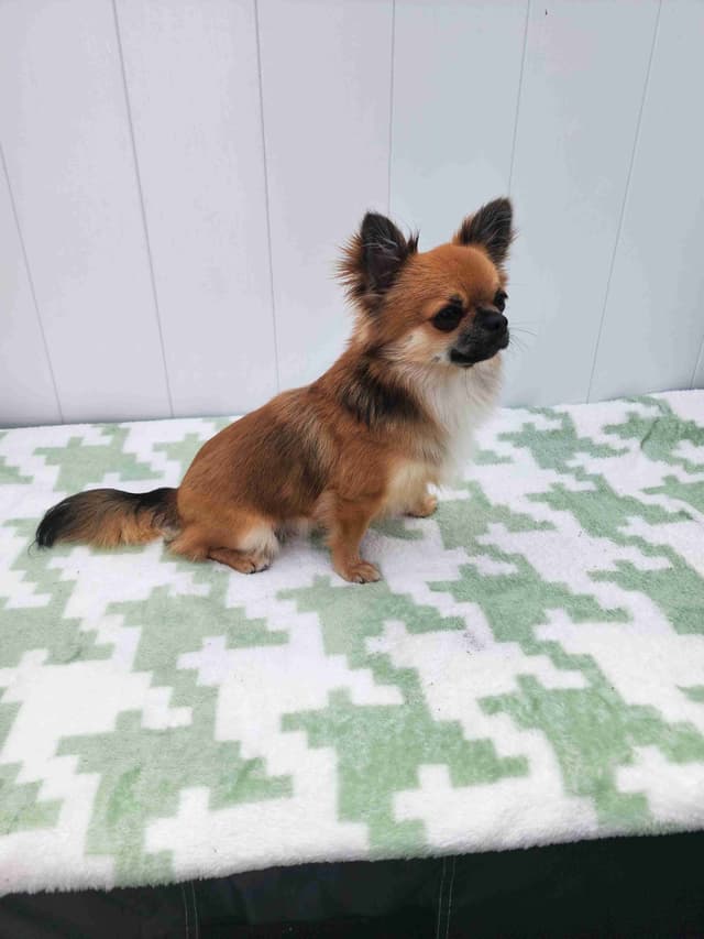 Chihuahua Puppies media 4