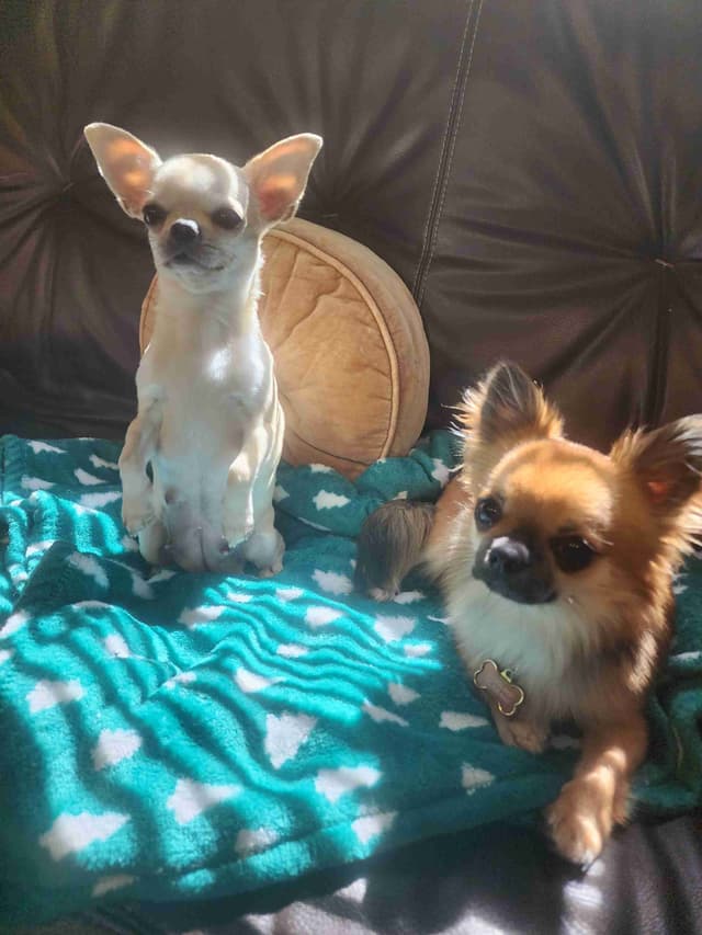Chihuahua Puppies media 3