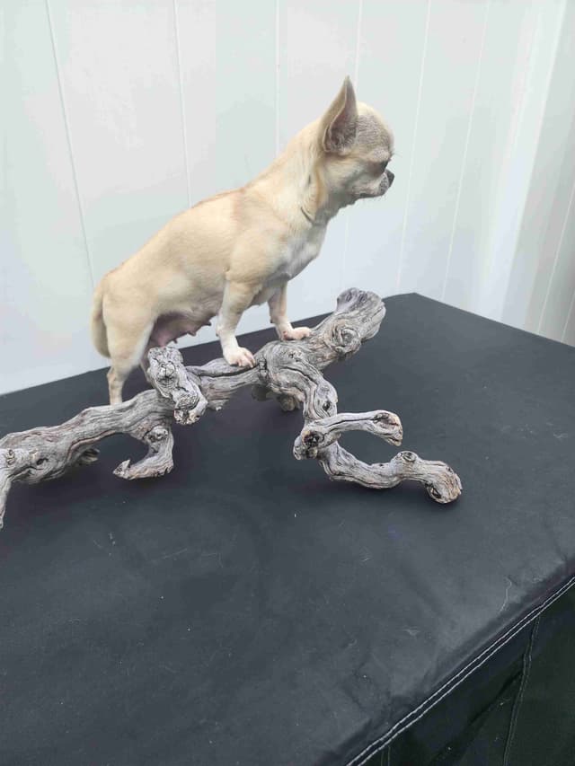Chihuahua Puppies media 5