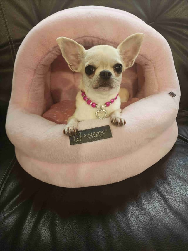 Chihuahua Puppies media 6
