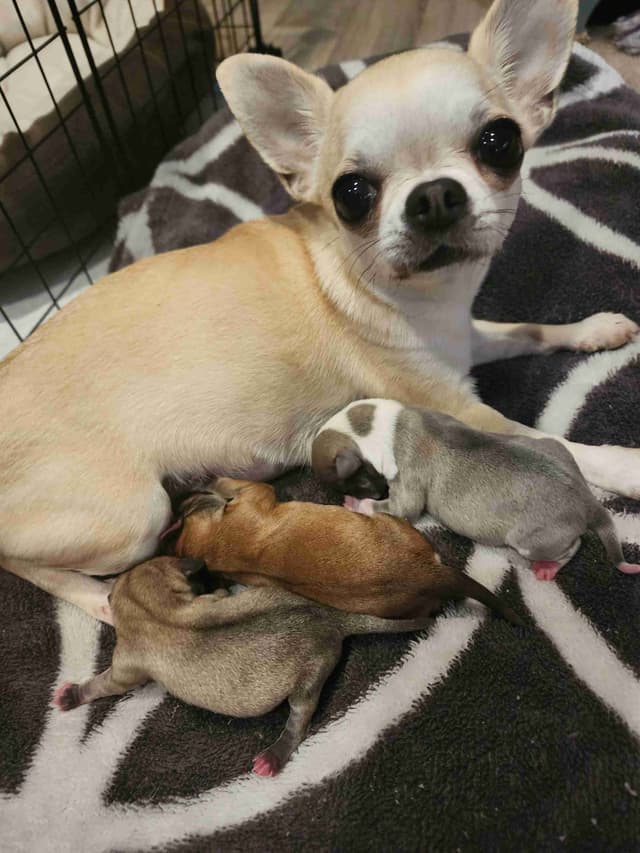 Chihuahua Puppies media 7