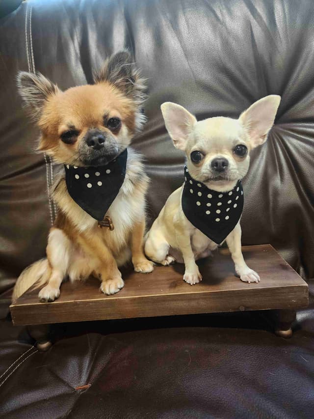 Chihuahua Puppies media 8