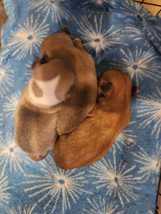 Chihuahua Puppies media 9