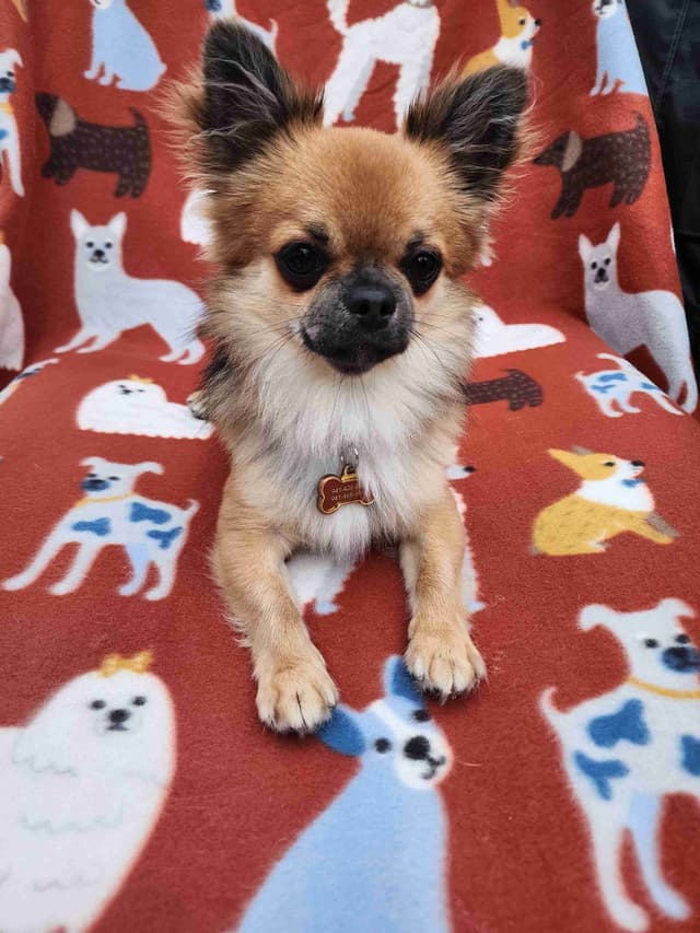 Chihuahua Puppies media 10