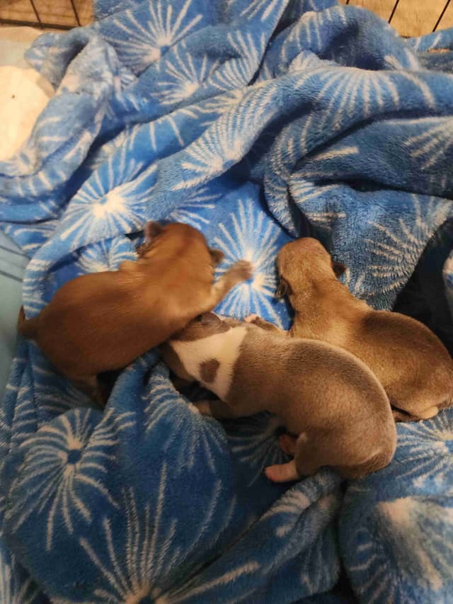 Chihuahua Puppies media 11