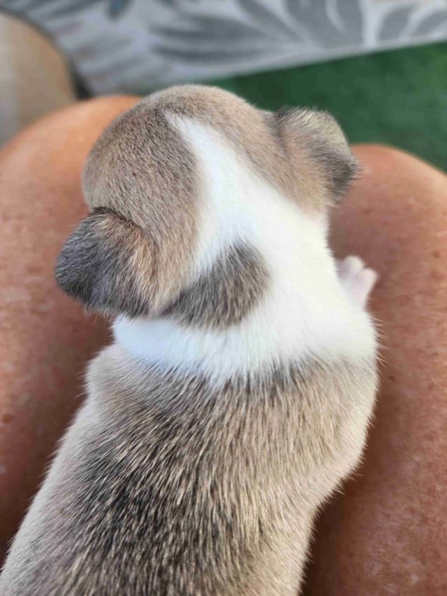 Chihuahua Puppies media 12