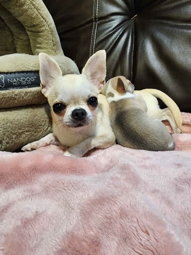 Chihuahua Puppies media 13