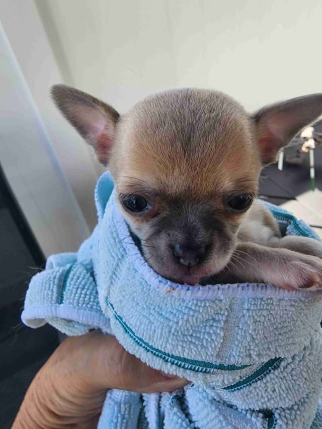 Chihuahua Puppies media 14