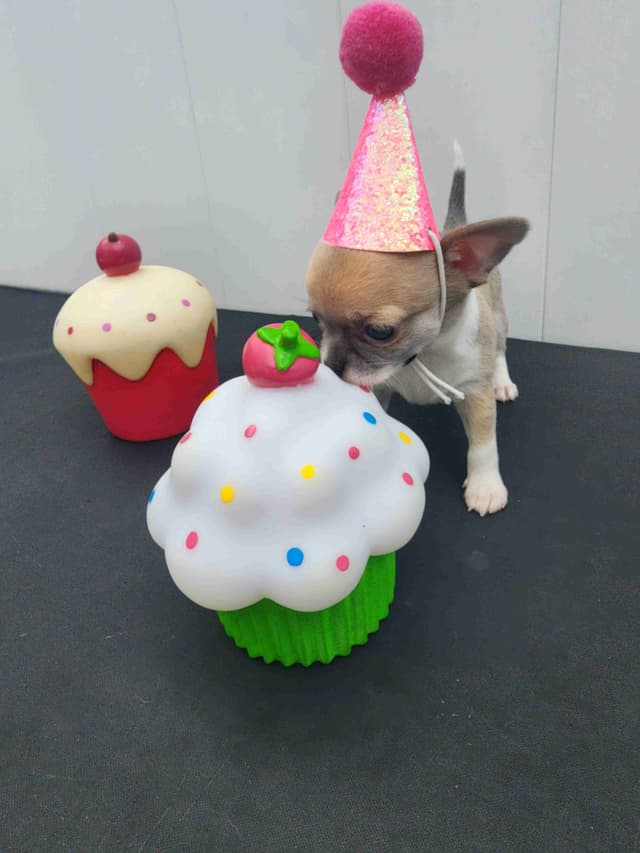 Chihuahua Puppies media 15