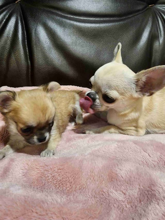 Chihuahua Puppies media 16