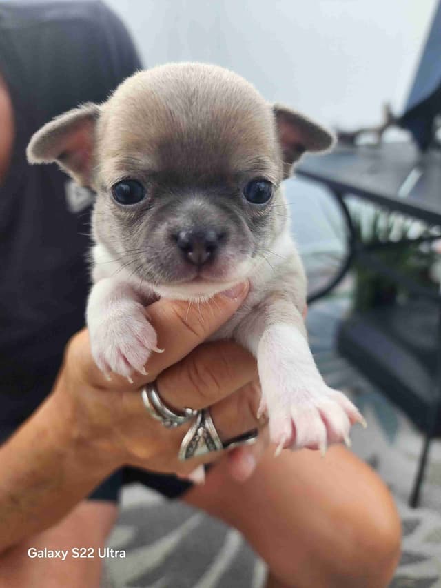 Chihuahua Puppies media 17