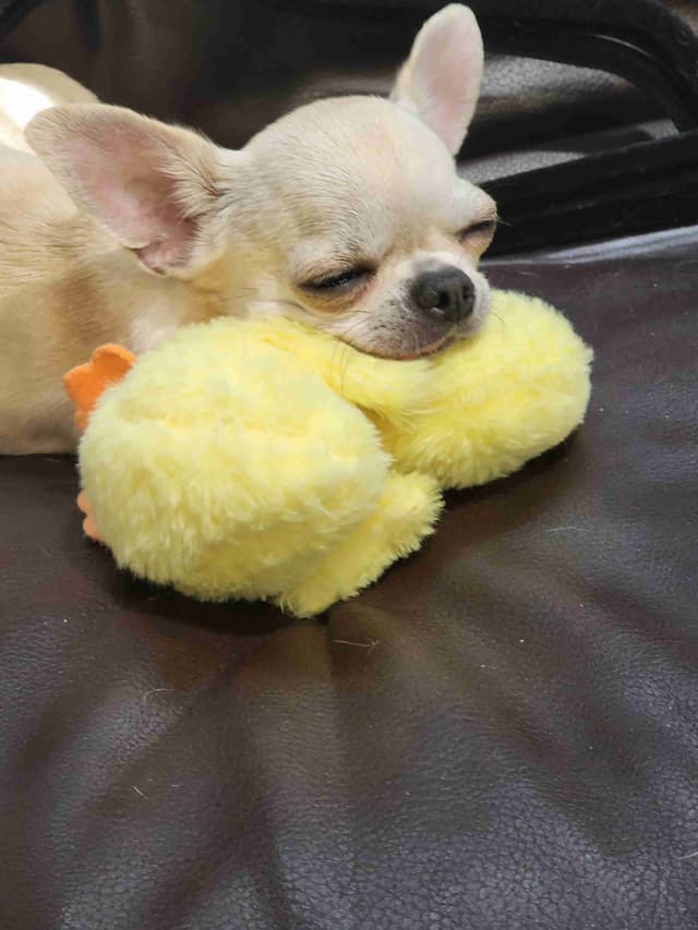 Chihuahua Puppies media 18