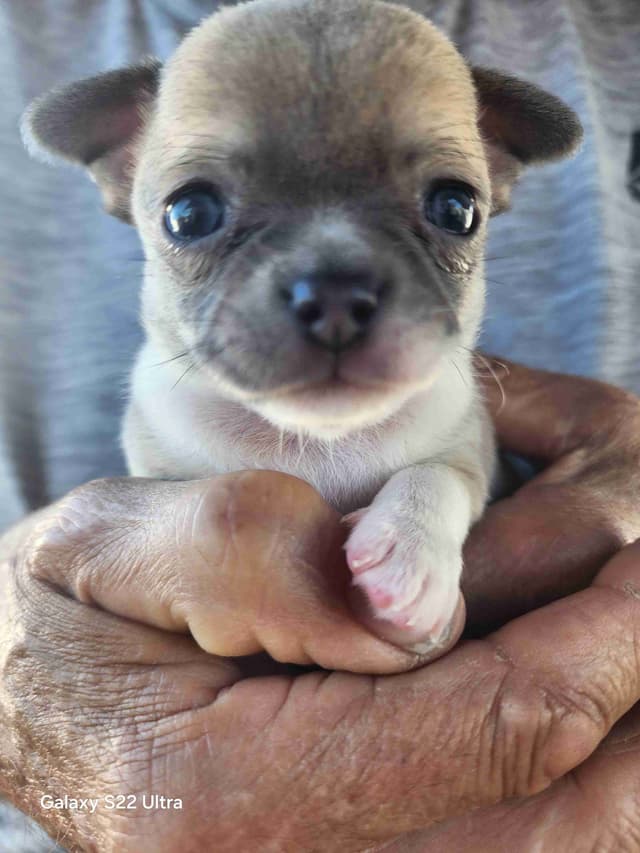 Chihuahua Puppies media 19