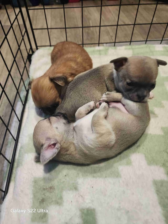 Chihuahua Puppies media 20