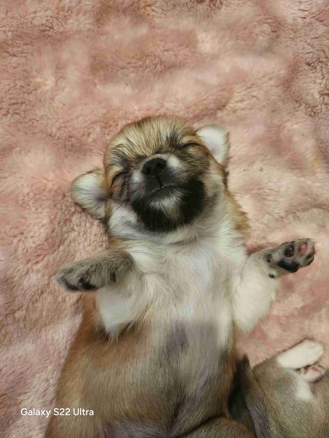 Chihuahua Puppies media 21